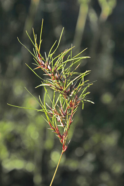 Poa bulbosa, Fienarola bulbosa