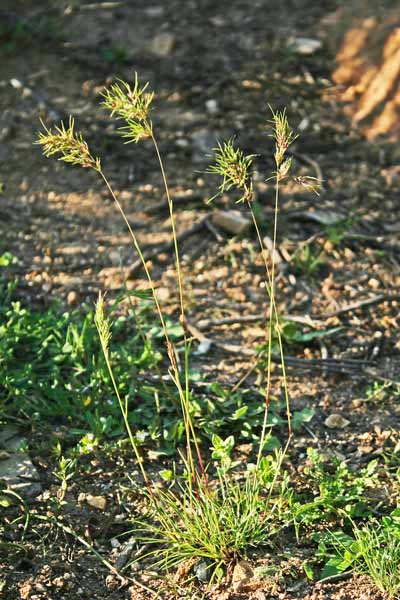 Poa bulbosa, Fienarola bulbosa