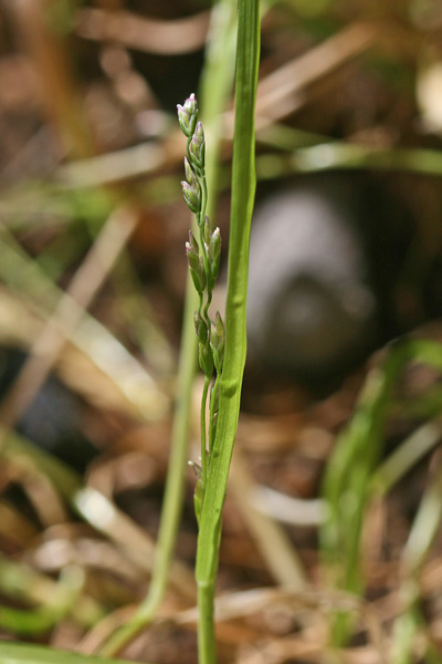 Poa infirma, Fienarola minore