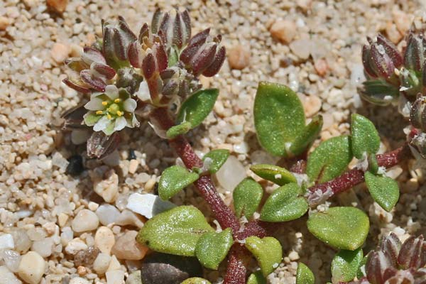 Polycarpon tetraphyllum subsp. alsinifolium, Migliarina litoranea