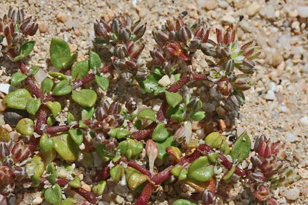 Polycarpon tetraphyllum subsp. alsinifolium, Migliarina litoranea