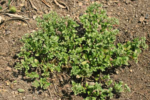 Polycarpon tetraphyllum subsp. diphyllum, Erba migliarina, Migliarina, Semolaja, Erbixedd'e puddas