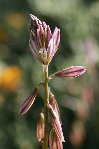 Polygala monspeliaca, Poligala di Montpellier