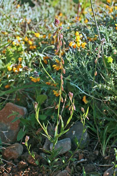 Polygala monspeliaca, Poligala di Montpellier