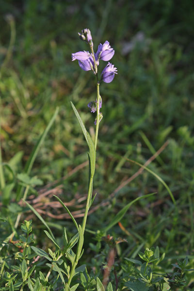 Polygala vulgaris, Bozzolina, Poligala comune, Fiore de Spagna, Flores de Spàngia, Frori de Spagna