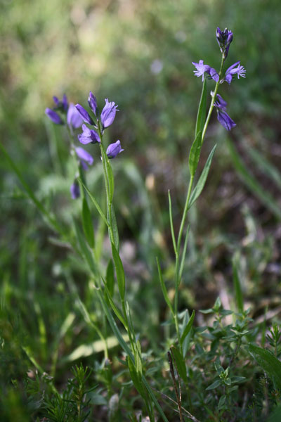 Polygala vulgaris, Bozzolina, Poligala comune, Fiore de Spagna, Flores de Spàngia, Frori de Spagna