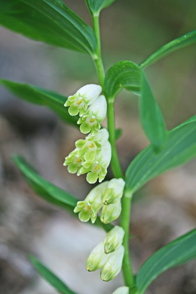 Polygonatum odoratum, Ginocchietto, Erb'e Salomoni