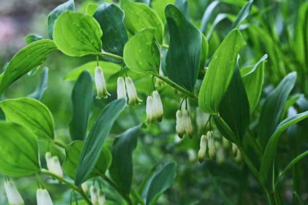 Polygonatum odoratum, Ginocchietto, Erb'e Salomoni