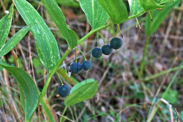 Polygonatum odoratum, Ginocchietto, Erb'e Salomoni