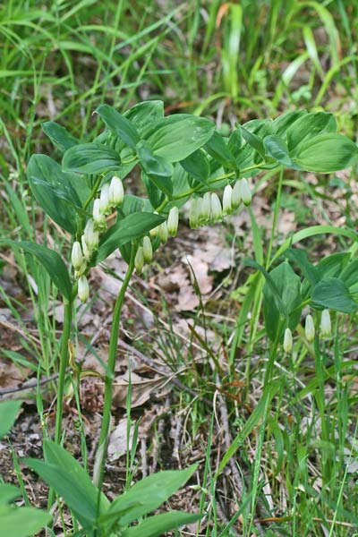 Polygonatum odoratum, Ginocchietto, Erb'e Salomoni