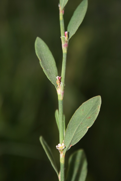 Polygonum aviculare, Centinoda, Correggiola, Poligono centinoda, Poligono centinodia, Poligono degli uccelli, Centunuus, Eiba di zentu nodi, Erba de centu nuus, Erba de chentu nodos, Erba sterria, Erba stordina