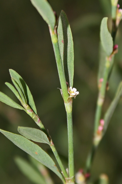 Polygonum aviculare, Centinoda, Correggiola, Poligono centinoda, Poligono centinodia, Poligono degli uccelli, Centunuus, Eiba di zentu nodi, Erba de centu nuus, Erba de chentu nodos, Erba sterria, Erba stordina