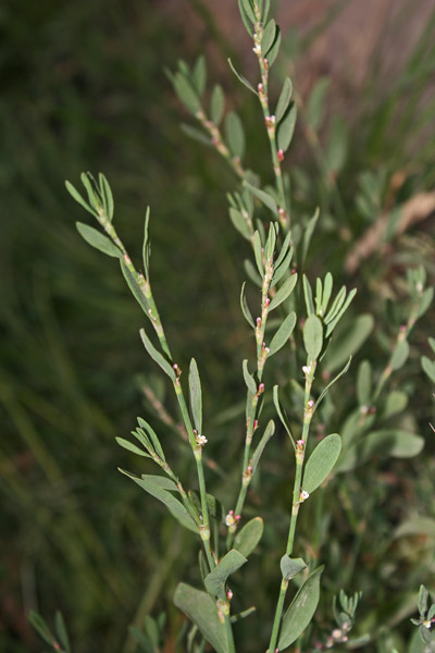 Polygonum aviculare, Centinoda, Correggiola, Poligono centinoda, Poligono centinodia, Poligono degli uccelli, Centunuus, Eiba di zentu nodi, Erba de centu nuus, Erba de chentu nodos, Erba sterria, Erba stordina