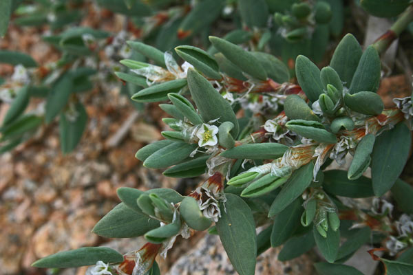 Polygonum maritimum, Poligono marittimo, Erba sterria