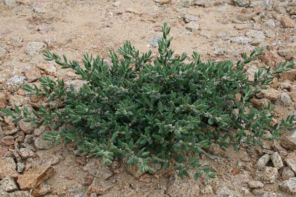 Polygonum maritimum, Poligono marittimo, Erba sterria