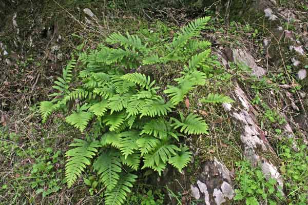 Polypodium cambricum, Felce quercina, Polipodio meridionale, Filigi cerbinu, Filettu de chelcu, Filighe, Ìliche, Ìliche durche, Pedde de arvure, Puddichinu