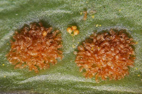 Polypodium cambricum, Felce quercina, Polipodio meridionale, Filigi cerbinu, Filettu de chelcu, Filighe, Ìliche, Ìliche durche, Pedde de arvure, Puddichinu