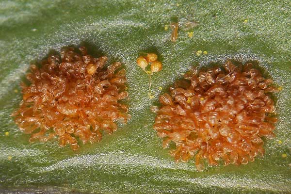 Polypodium cambricum, Felce quercina, Polipodio meridionale, Filigi cerbinu, Filettu de chelcu, Filighe, Ìliche, Ìliche durche, Pedde de arvure, Puddichinu