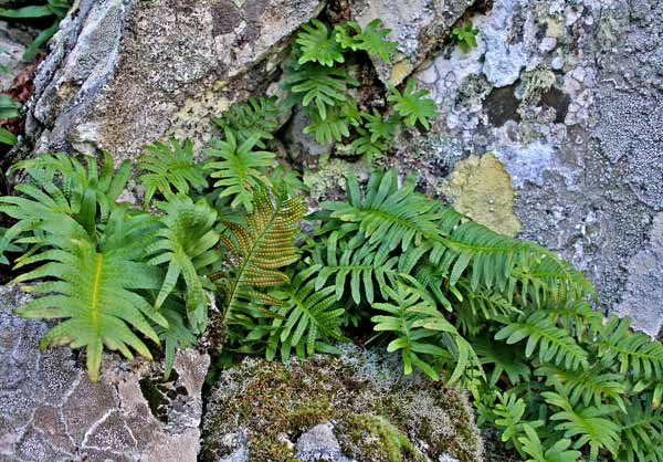 Polypodium cambricum, Felce quercina, Polipodio meridionale, Filigi cerbinu, Filettu de chelcu, Filighe, Ìliche, Ìliche durche, Pedde de arvure, Puddichinu