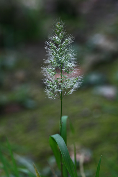 Polypogon monspelienis, Coda di lepre comune, Coa bianca, Coa de topis, Cou bianca, Cua de rata, Erba de mustatzusu