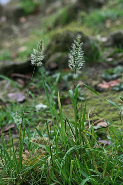 Polypogon monspelienis, Coda di lepre comune, Coa bianca, Coa de topis, Cou bianca, Cua de rata, Erba de mustatzusu