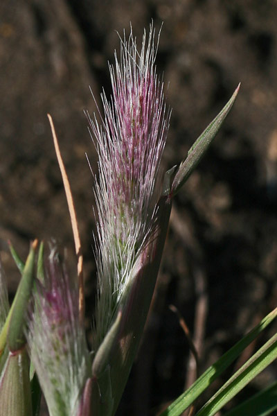 Polypogon subspathaceus, Coda di lepre maggiore