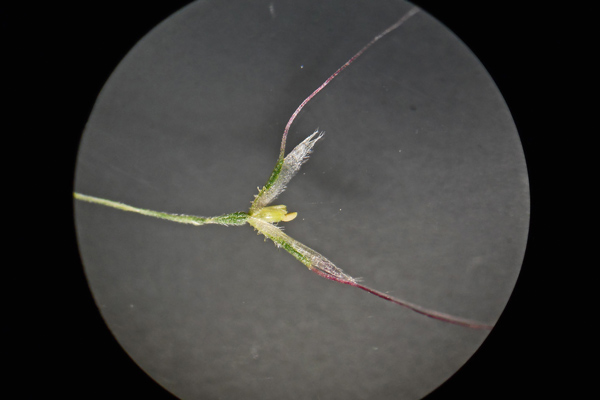 Polypogon subspathaceus, Coda di lepre maggiore