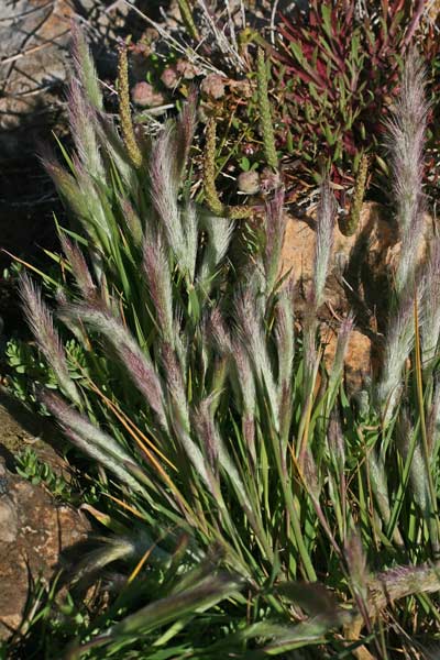 Polypogon subspathaceus, Coda di lepre maggiore