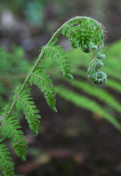 Polystichum setiferum, Felce maschia minore, Felce setifera