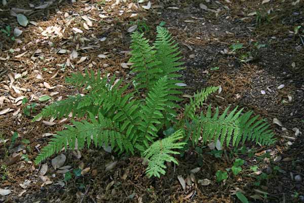 Polystichum setiferum, Felce maschia minore, Felce setifera