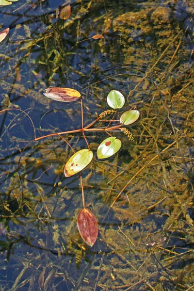 Potamogeton natans, Brasca comune, Lingua d'acqua comune