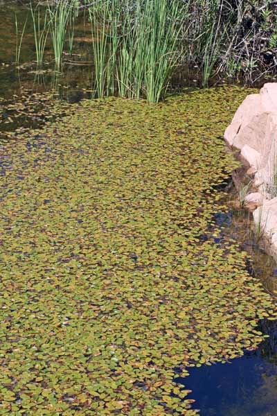 Potamogeton natans, Brasca comune, Lingua d'acqua comune