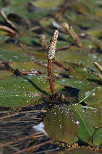 Potamogeton nodosus, Brasca nodosa