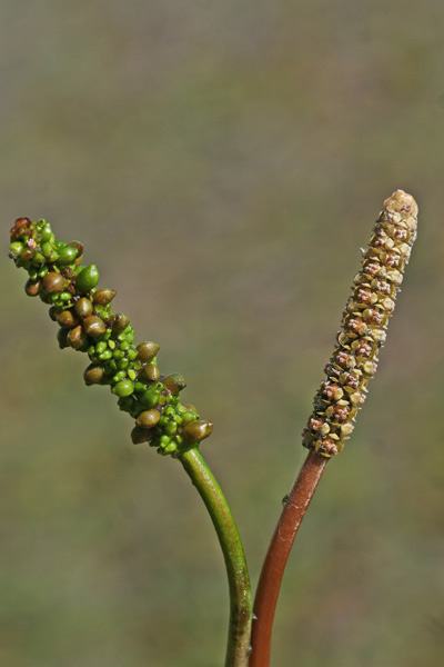 Potamogeton nodosus, Brasca nodosa