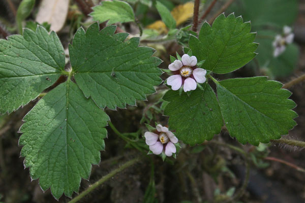 Potentilla micrantha, Cinquefoglia fragola secca