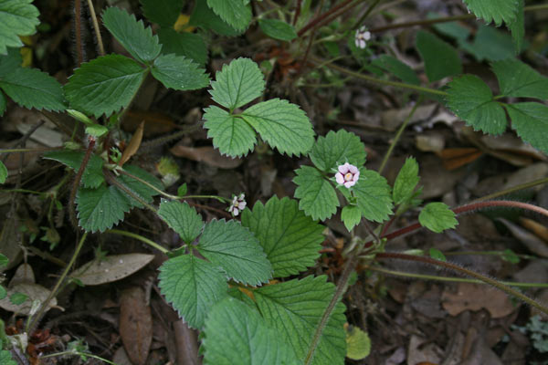 Potentilla micrantha, Cinquefoglia fragola secca