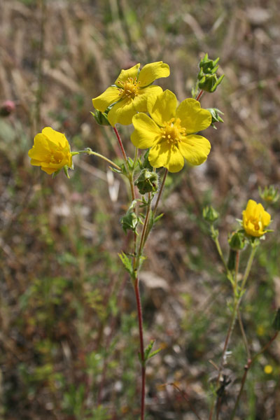 Potentilla pedata, Cinquefoglia pedata