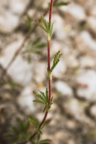 Potentilla pedata, Cinquefoglia pedata