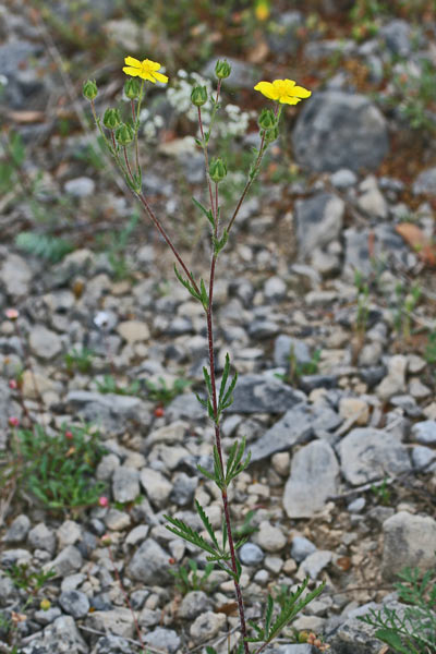 Potentilla pedata, Cinquefoglia pedata