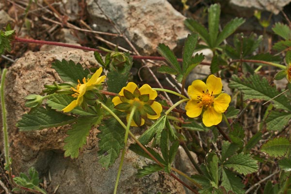 Potentilla reptans, Cinquefoglia comune, Erba pecorina, Potentilla strisciante, Cincu follas, Erb'e murenas, Erba de chimbe fozas, Erba de cincu ditti, Erba de cincu follas, Erba de ferru, Fraula areste, Fraura aresti, Quinquefoliu