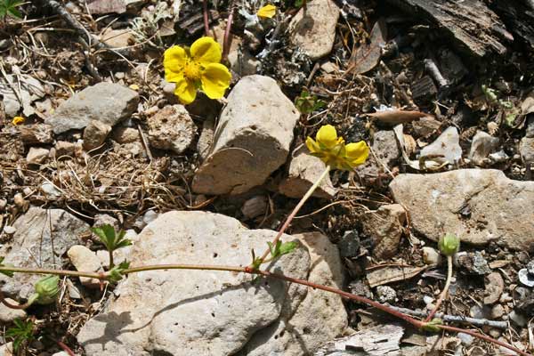 Potentilla reptans, Cinquefoglia comune, Erba pecorina, Potentilla strisciante, Cincu follas, Erb'e murenas, Erba de chimbe fozas, Erba de cincu ditti, Erba de cincu follas, Erba de ferru, Fraula areste, Fraura aresti, Quinquefoliu