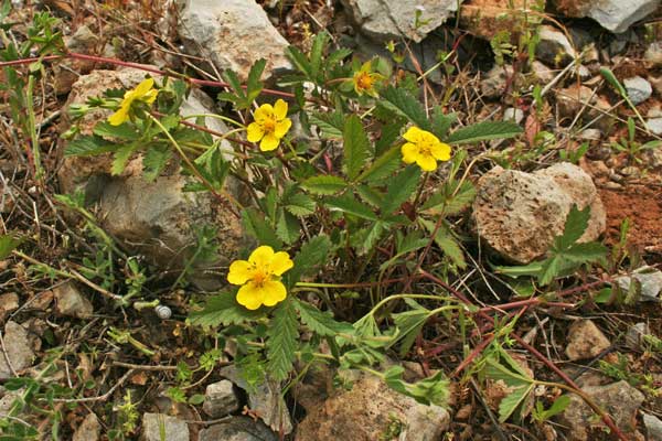 Potentilla reptans, Cinquefoglia comune, Erba pecorina, Potentilla strisciante, Cincu follas, Erb'e murenas, Erba de chimbe fozas, Erba de cincu ditti, Erba de cincu follas, Erba de ferru, Fraula areste, Fraura aresti, Quinquefoliu