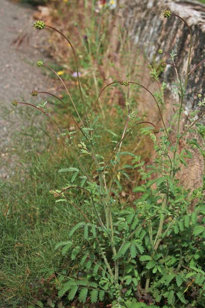 Poterium sanguisorba, Salvastrella minore, Bibinella, Coi crispa, Elva d'insiccaturi, Pamparedda, Pampareddu, Pampinella, Pimpinella