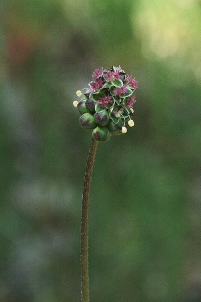 Poterium sanguisorba, Salvastrella minore, Bibinella, Coi crispa, Elva d'insiccaturi, Pamparedda, Pampareddu, Pampinella, Pimpinella