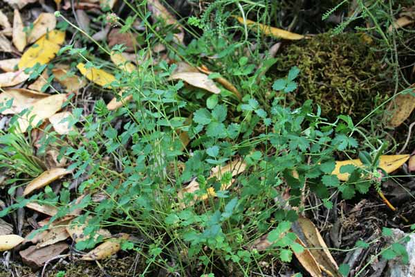 Poterium sanguisorba, Salvastrella minore, Bibinella, Coi crispa, Elva d'insiccaturi, Pamparedda, Pampareddu, Pampinella, Pimpinella