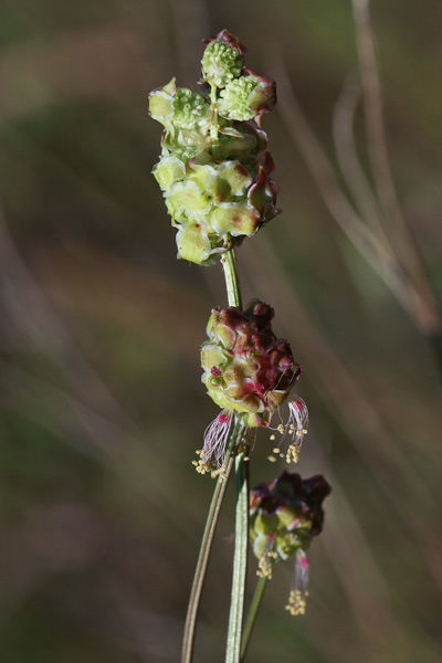 Poterium verrucosum, Salvastrella verrucosa, Coi crispa, Pamparedda, Pampinella