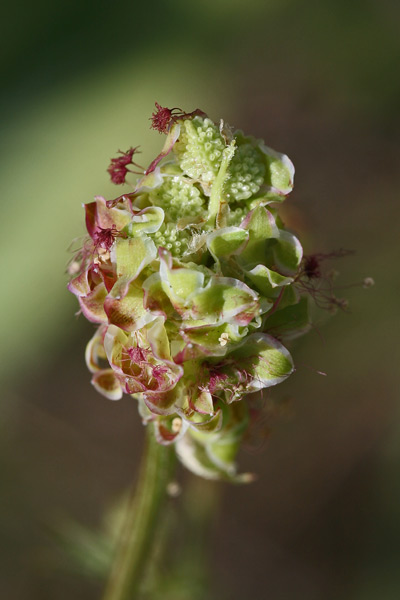 Poterium verrucosum, Salvastrella verrucosa, Coi crispa, Pamparedda, Pampinella