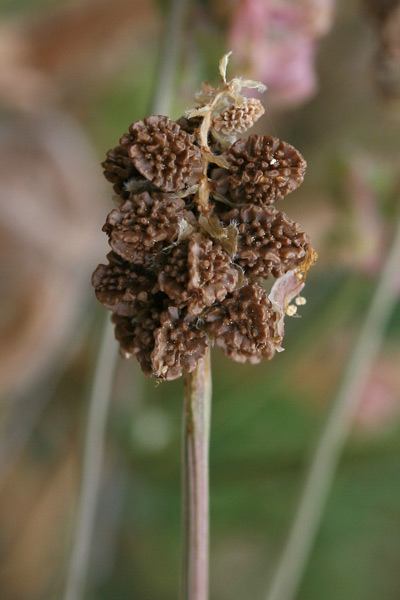 Poterium verrucosum, Salvastrella verrucosa, Coi crispa, Pamparedda, Pampinella