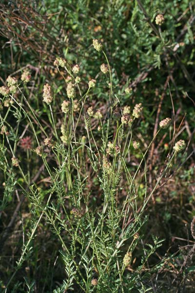 Poterium verrucosum, Salvastrella verrucosa, Coi crispa, Pamparedda, Pampinella