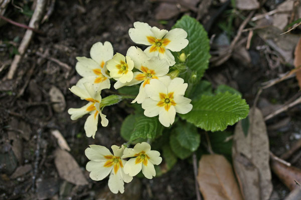 Primula vulgaris, Fior di primavera, Occhio di civetta, Primula comune